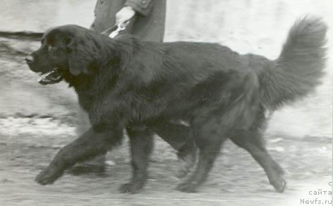 Фото: ньюфаундленд Nord Mak (Норд Мак)