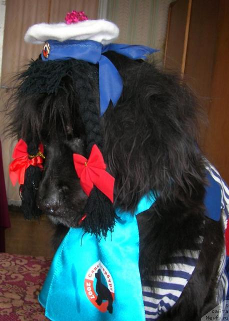 Фото: ньюфаундленд Sent Djons Djudi (Сент Джонс Джуди)