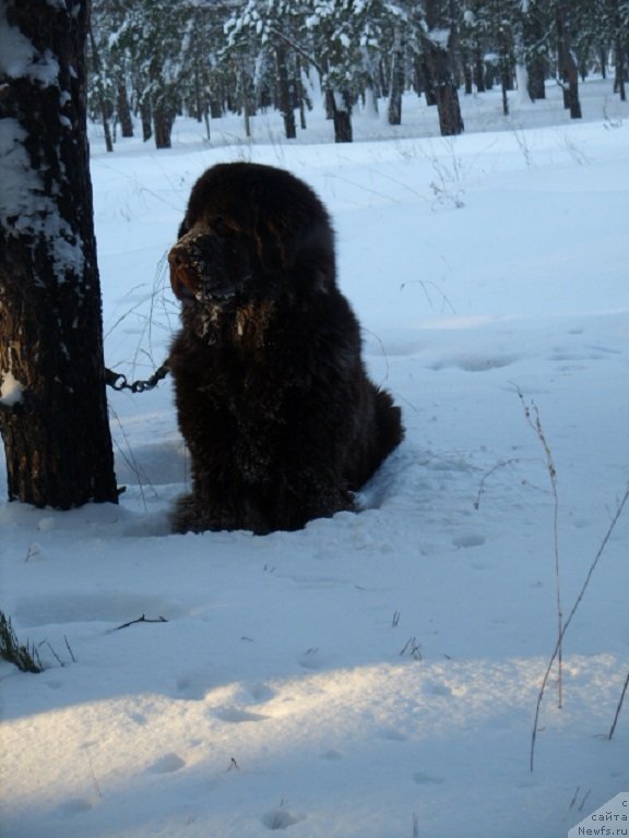 Фото: ньюфаундленд CHernyiy SHarm Amber Best Dog FO Marleon (Черный Шарм Амбер Бест Дог ФО Марлеон)