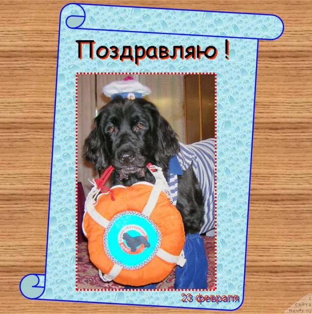 Фото: ньюфаундленд Sent Djons Djudi (Сент Джонс Джуди)