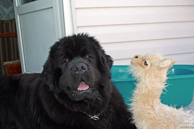 Фото: ньюфаундленд Potap Fidel' (Потап Фидель)