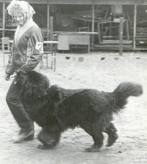 Фото: ньюфаундленд Nega (Нега)