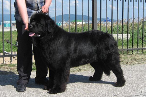 Фото: ньюфаундленд Kay CHyornoe CHudo (Кай Чёрное Чудо)