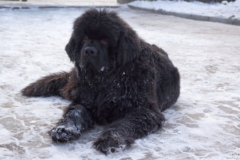 Фото: ньюфаундленд Pitern'yuf CHabot Armagnak (Питерньюф Чабот Армагнак)