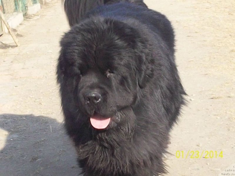 Фото: ньюфаундленд Super Premium Mikado (Супер Премиум Микадо)