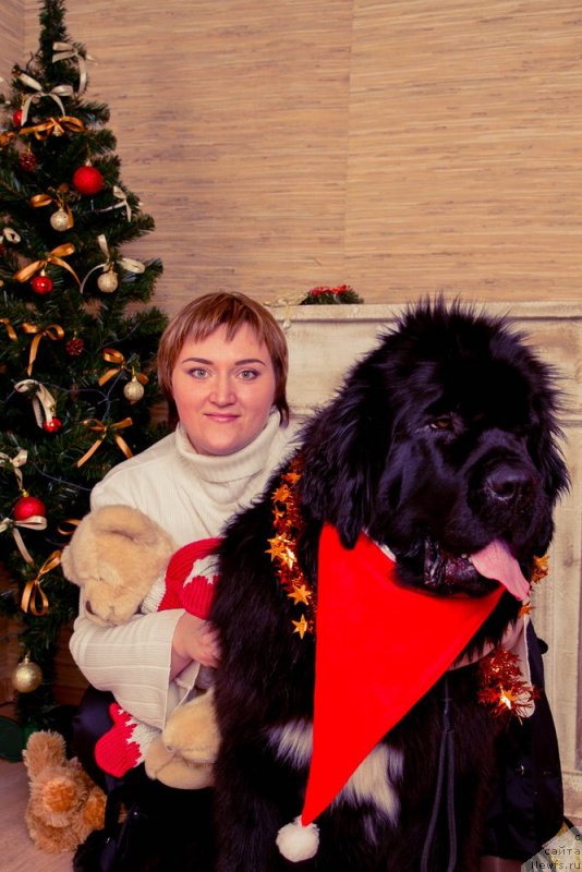 Фото: Elizaveta Pavlova (Елизавета Павлова), ньюфаундленд Rusalochka iz Plemeni Kedra (Русалочка из Племени Кедра)
