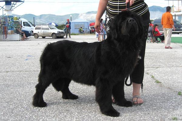 Фото: ньюфаундленд Plushevaya Panda Barhatnaya Roza (Плюшевая Панда Бархатная Роза)