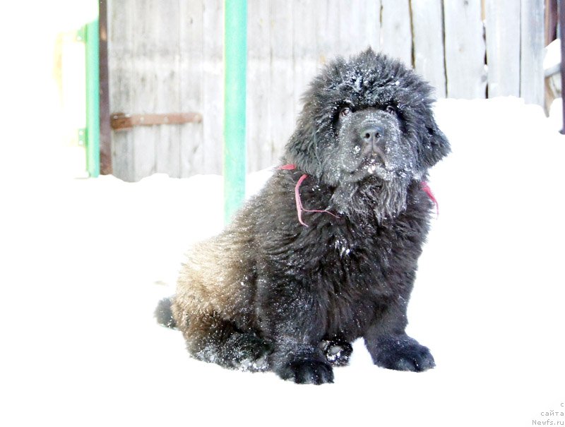 Фото: ньюфаундленд Super Bizon Leonardo (Супер Бизон Леонардо)