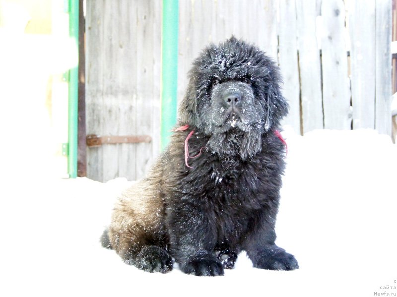 Фото: ньюфаундленд Super Bizon Leonardo (Супер Бизон Леонардо)