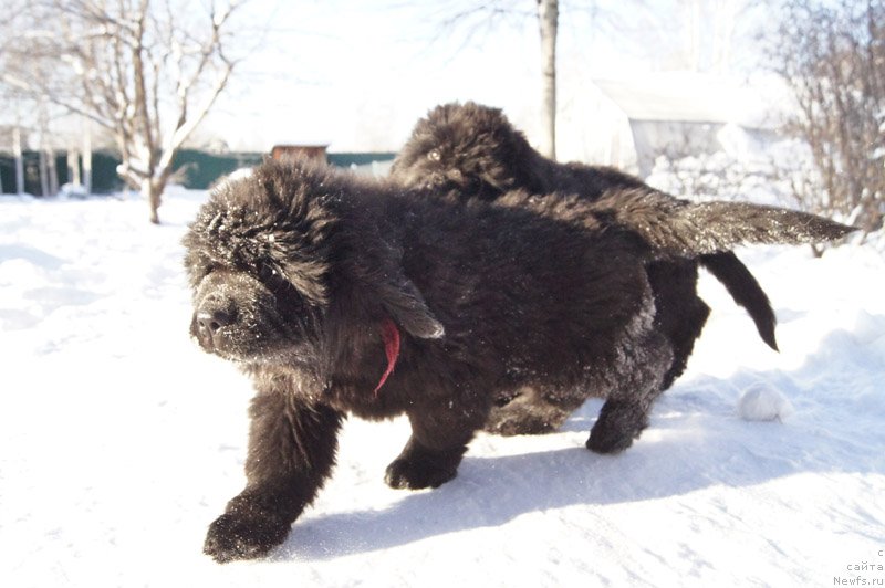 Фото: ньюфаундленд Super Bizon Leonardo (Супер Бизон Леонардо)