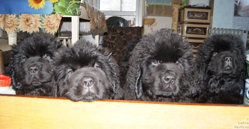 Фото: ньюфаундленд Super Bizon Latino (Супер Бизон Латино), ньюфаундленд Super Bizon Leonardo (Супер Бизон Леонардо), ньюфаундленд Super Bizon Lazzaro (Супер Бизон Лаззаро), ньюфаундленд Super Bizon Liliman (Супер Бизон Лилимэн)