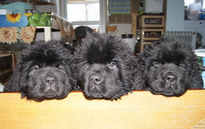 Фото: ньюфаундленд Super Bizon Leonardo (Супер Бизон Леонардо), ньюфаундленд Super Bizon Lazzaro (Супер Бизон Лаззаро), ньюфаундленд Super Bizon Latino (Супер Бизон Латино)