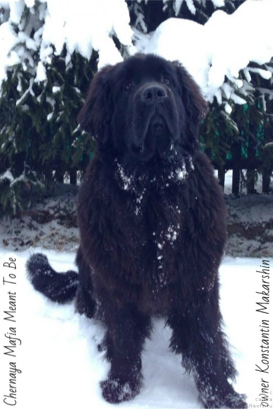 Фотография № 144799