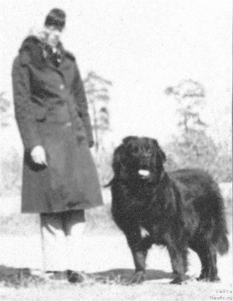 Фото: ньюфаундленд Alan Dayver (Алан Дайвер)