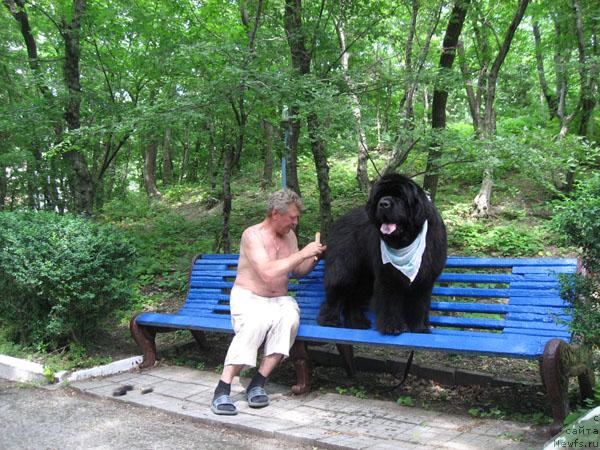 Фото: ньюфаундленд Zakadychny Dryg s Berega Dona (Закадычный Друг с Берега Дона)