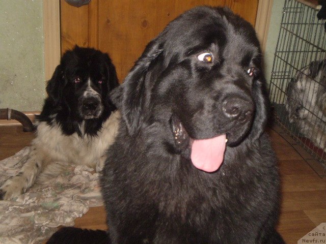 Фото: ньюфаундленд Gem Of YUnivers (Гем Оф Юниверс), ньюфаундленд Kara Ayular Avrora Polaris (Кара Аюлар Аврора Поларис), ньюфаундленд Gem Of YUnivers (Гем Оф Юниверс)