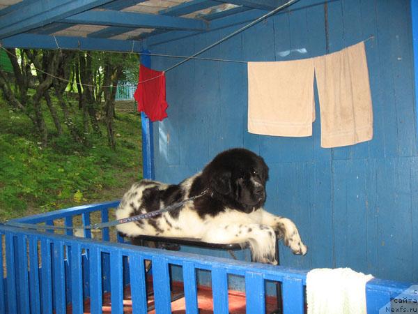 Фото: ньюфаундленд Plushevaya Panda Deniza Dlja  Berega Dona (Плюшевая Панда Дениза для Берега Дона)