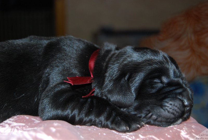 Фото: ньюфаундленд Face of an Angel Giant's Island