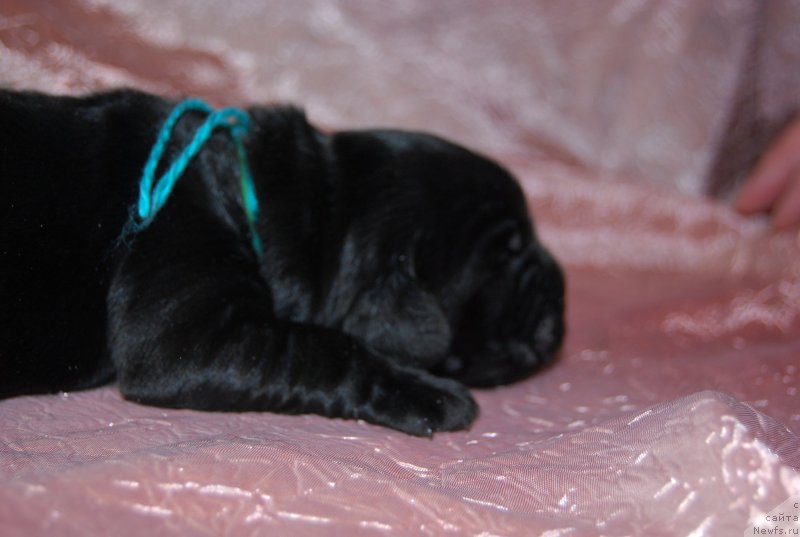 Фото: ньюфаундленд Face of an Angel Giant's Island