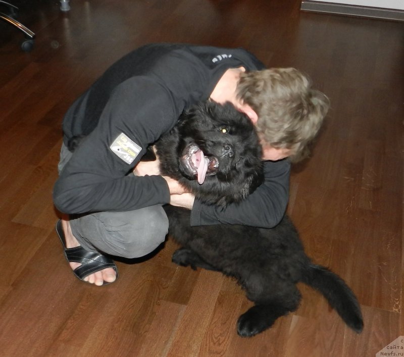 Фото: ньюфаундленд Zabava Putyatishna (Забава Путятишна)