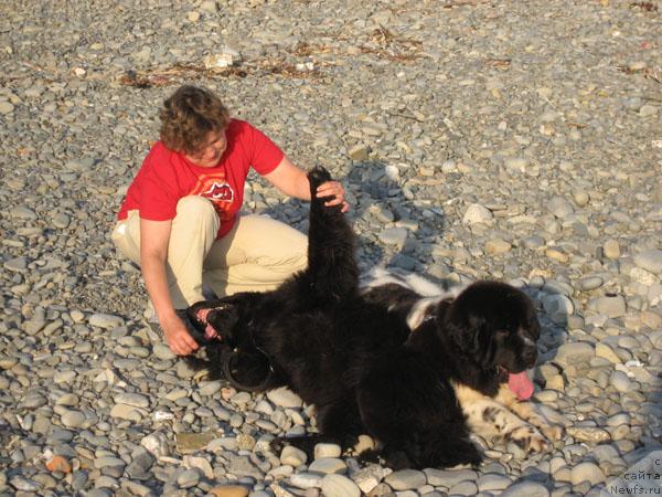 Фото: ньюфаундленд Kingova Doch s Berega Dona (Кингова Дочь с Берега Дона), ньюфаундленд Plushevaya Panda Deniza Dlja  Berega Dona (Плюшевая Панда Дениза для Берега Дона)