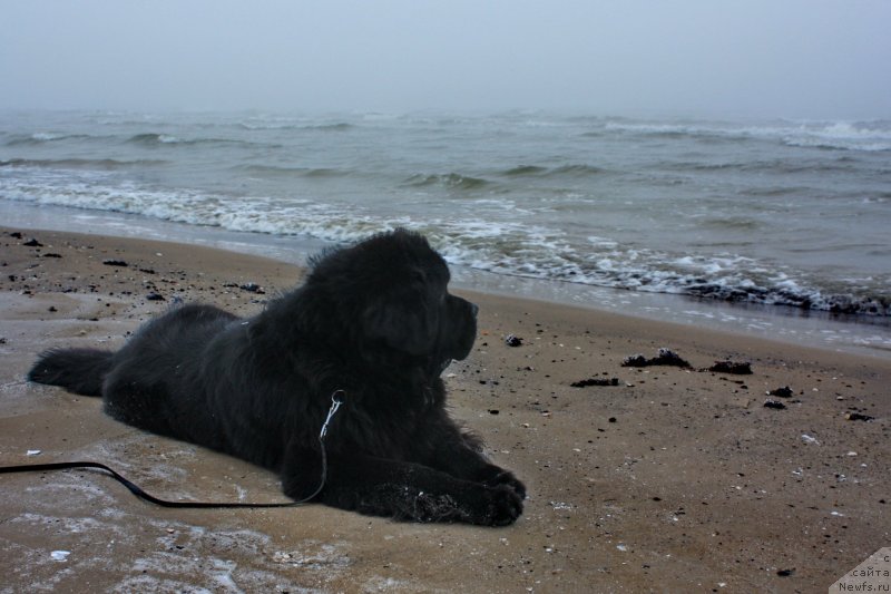 Фото: ньюфаундленд Skippers Ultimate Object