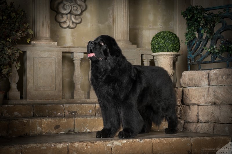 Фото: ньюфаундленд Pchiolkin Dom Veniamin (Пчёлкин Дом Вениамин)