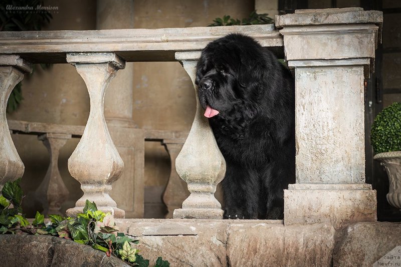 Фото: ньюфаундленд Pchiolkin Dom Veniamin (Пчёлкин Дом Вениамин)