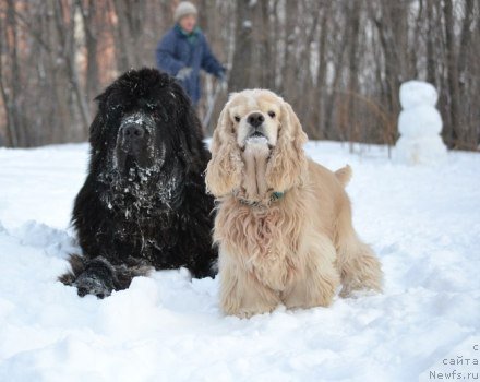 Фото: ньюфаундленд Kiper Soul Layon Hyeert (Кипер Соул Лайон Хэерт)
