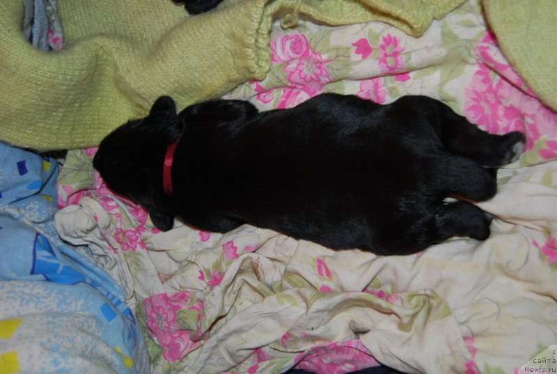 Фото: ньюфаундленд Face of an Angel Giant's Island