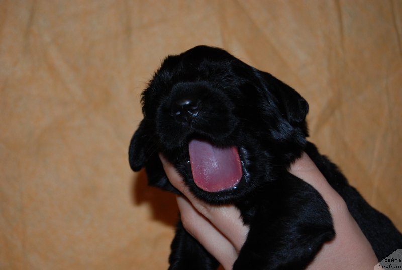 Фотография № 144869