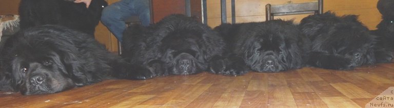 Фото: ньюфаундленд Feliciya (Фелиция), ньюфаундленд King of Helluland I'm Precious, ньюфаундленд N'yufort Carica Nochi (Ньюфорт Царица Ночи), ньюфаундленд Severtan Rojdennaya Legendoy (Севертан Рожденная Легендой)