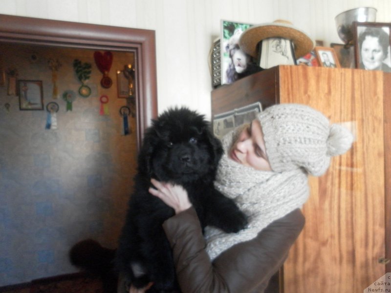 Фото: ньюфаундленд Eppl Blossom s Berega Dona (Эппл Блоссом с Берега Дона)