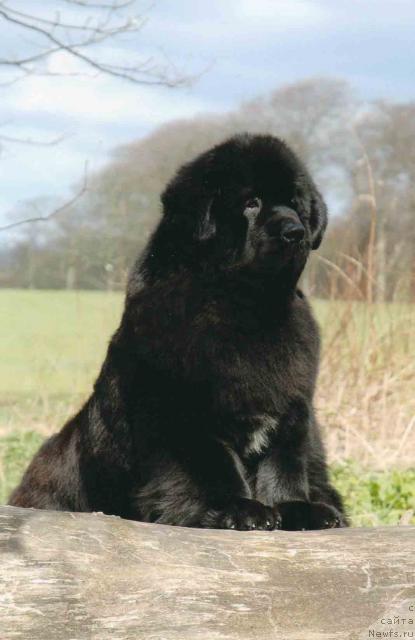 Фото: ньюфаундленд Chateaunewf Gifted N Black