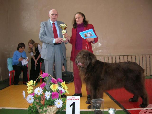 Фото: ньюфаундленд Smigar Afanasiy (Смигар Афанасий)