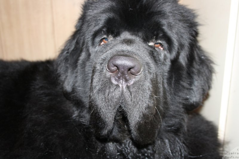 Фото: ньюфаундленд Beguschaya po Volnam Zero Kool (Бегущая по Волнам Зеро Коол)