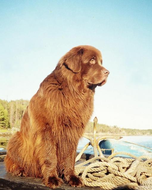 Фото: ньюфаундленд Smigar Afanasiy (Смигар Афанасий)