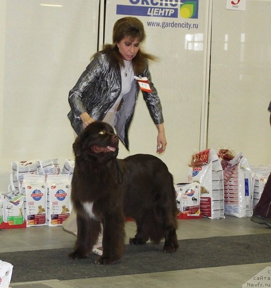 Фото: ньюфаундленд Aquatoriya Kelvin Heather Honey (Акватория Келвин Хизер Хани), YUliana Nikiforova (Юлиана Никифорова)