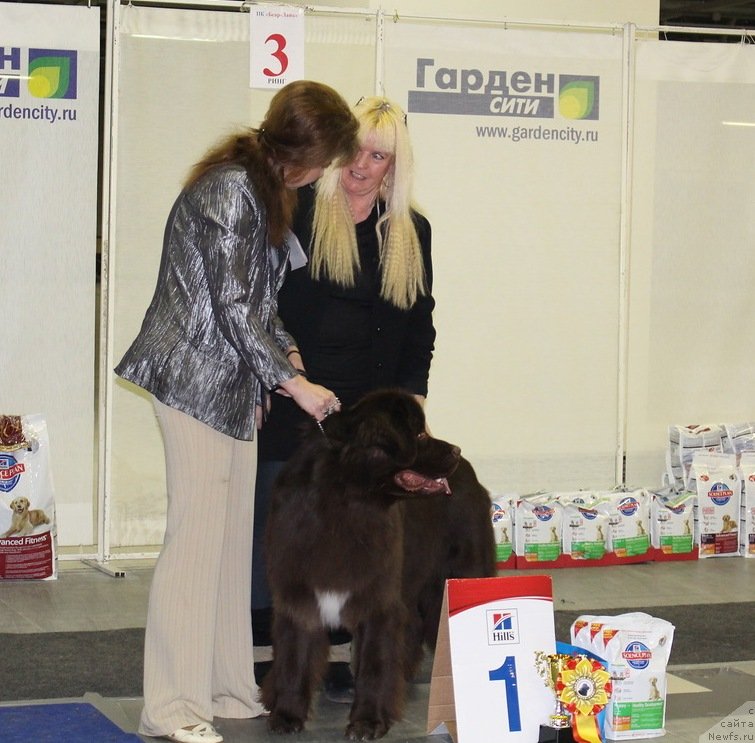 Фото: ньюфаундленд Aquatoriya Kelvin Heather Honey (Акватория Келвин Хизер Хани)