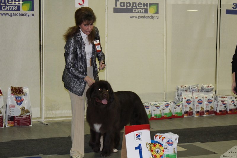 Фото: ньюфаундленд Aquatoriya Kelvin Heather Honey (Акватория Келвин Хизер Хани), YUliana Nikiforova (Юлиана Никифорова)