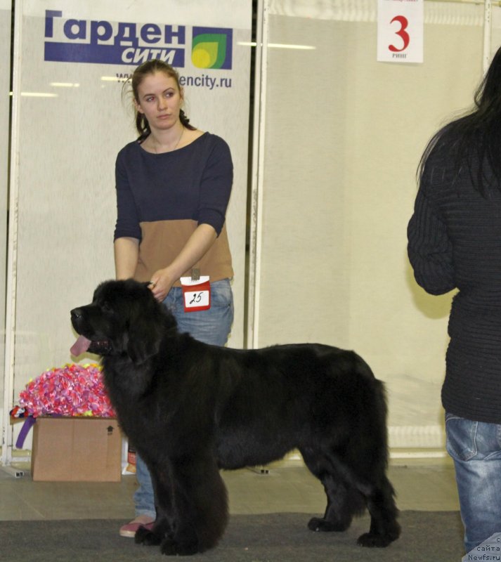 Фото: ньюфаундленд Fluffy Avalanch Exclusive Dream (Флюфи Аваланч Эксклюсиве Дрим), Aleksandra Vesnina (Александра Веснина)