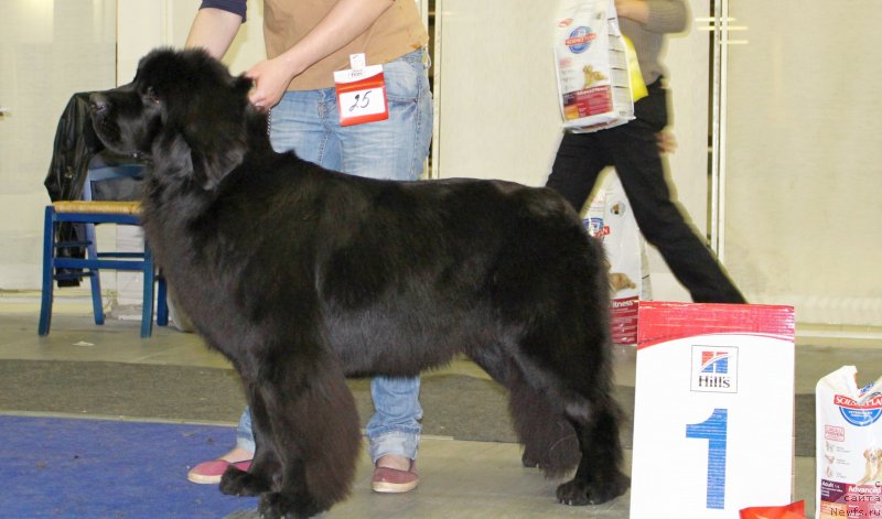 Фото: ньюфаундленд Fluffy Avalanch Exclusive Dream (Флюфи Аваланч Эксклюсиве Дрим)