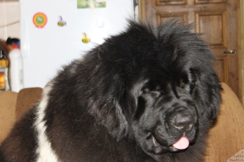 Фото: ньюфаундленд Iskushenie Moey Dushi (Искушение Моей Души)