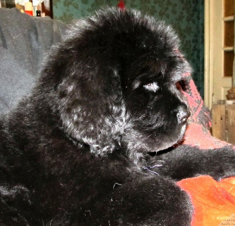 Фото: ньюфаундленд Smigar Tango in the Night (Смигар Танго ин зе Найт)