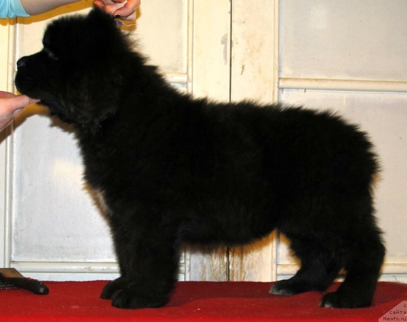 Фото: ньюфаундленд Aquatoriya Kelvin Flash Royal (Акватория Келвин Флэш Ройал)