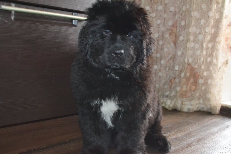 Фото: ньюфаундленд Neapol' ot Laskovogo Del'fina (Неаполь от Ласкового Дельфина)