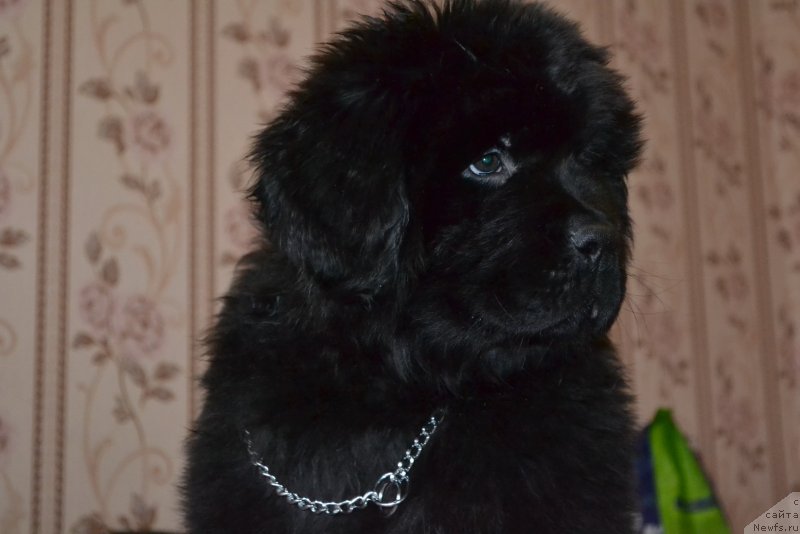 Фото: ньюфаундленд Nottingem ot Laskovogo Del'fina (Ноттингем от Ласкового Дельфина)