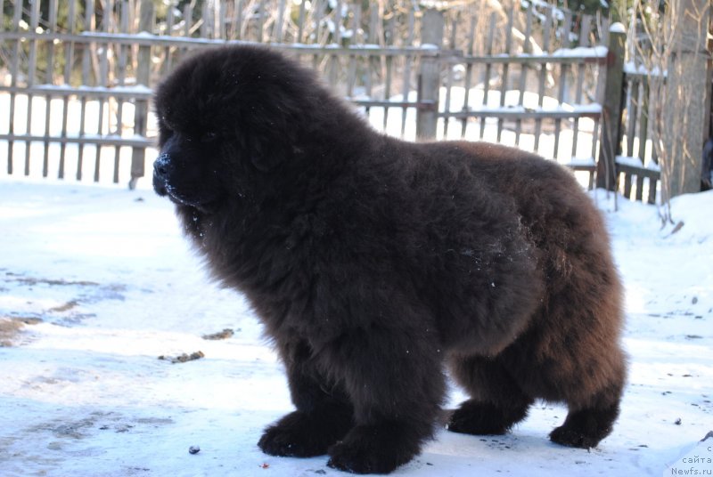 Фото: ньюфаундленд Jemchujnyiy Blesk (Жемчужный Блеск)