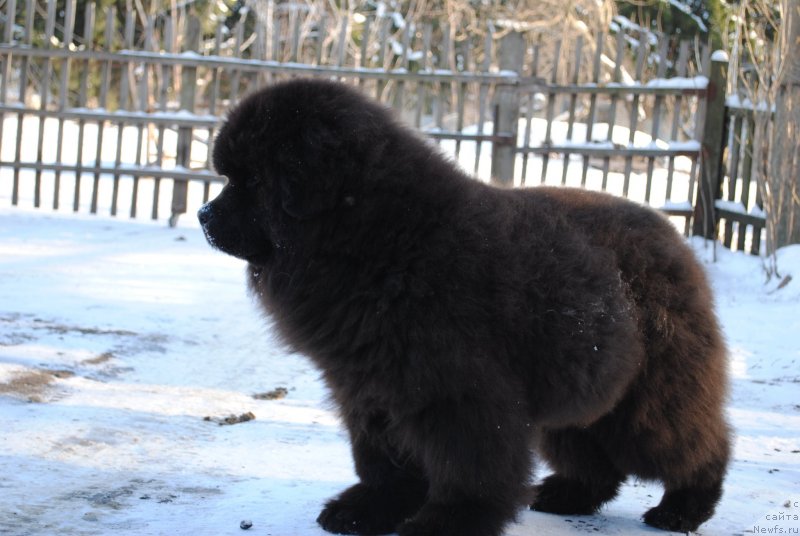 Фото: ньюфаундленд Jemchujnyiy Blesk (Жемчужный Блеск)
