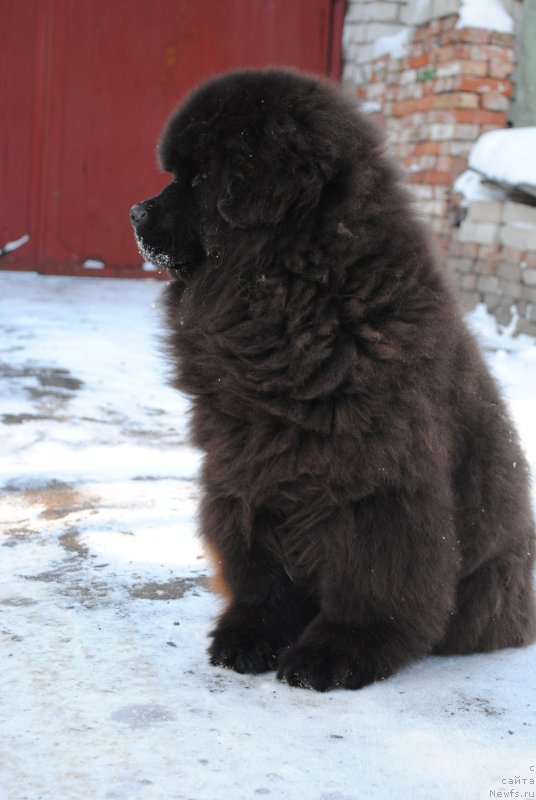 Фото: ньюфаундленд Jemchujnyiy Blesk (Жемчужный Блеск)